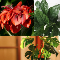 plantsonline
