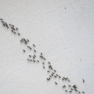 mrtermite